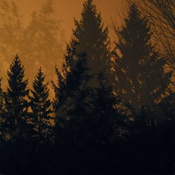 Cover art for Above the Earth, Below the Sky by If These Trees Could Talk